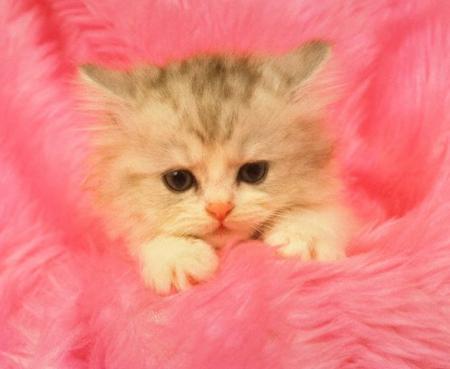 chat